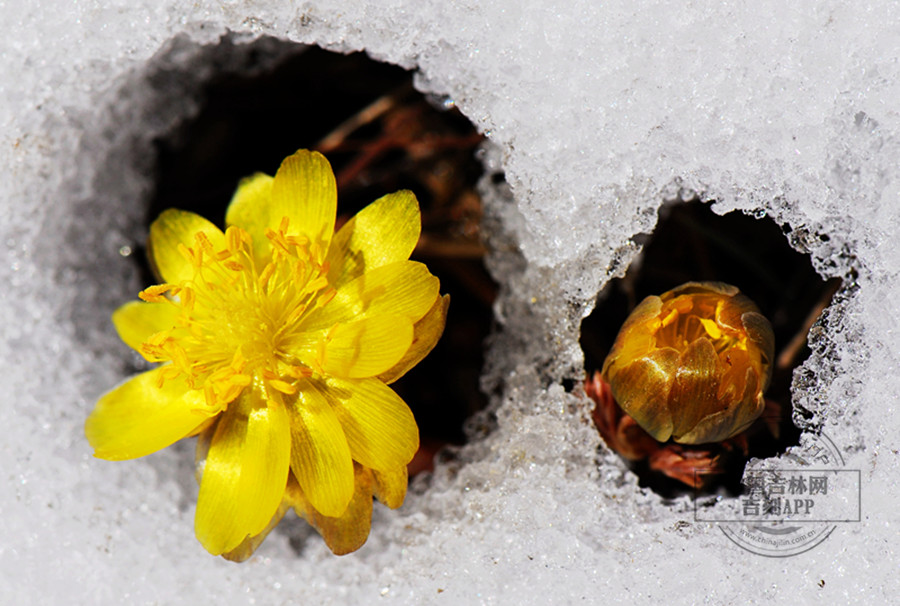 侧金盏花花（在雪中）.jpg