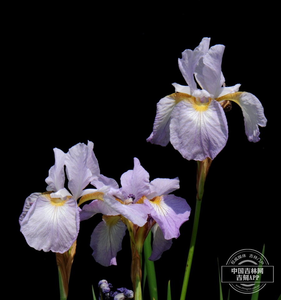 山鸢尾花（淡紫色）.jpg