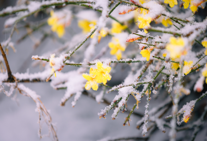 大雪覆盖的迎春花.jpeg