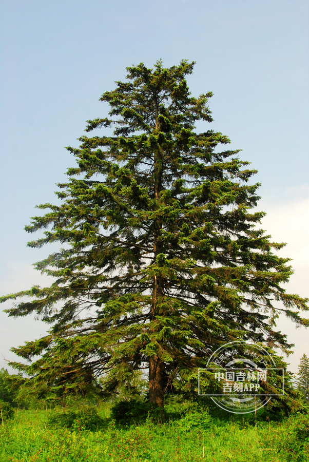 长白鱼鳞云杉植株_副本.jpg