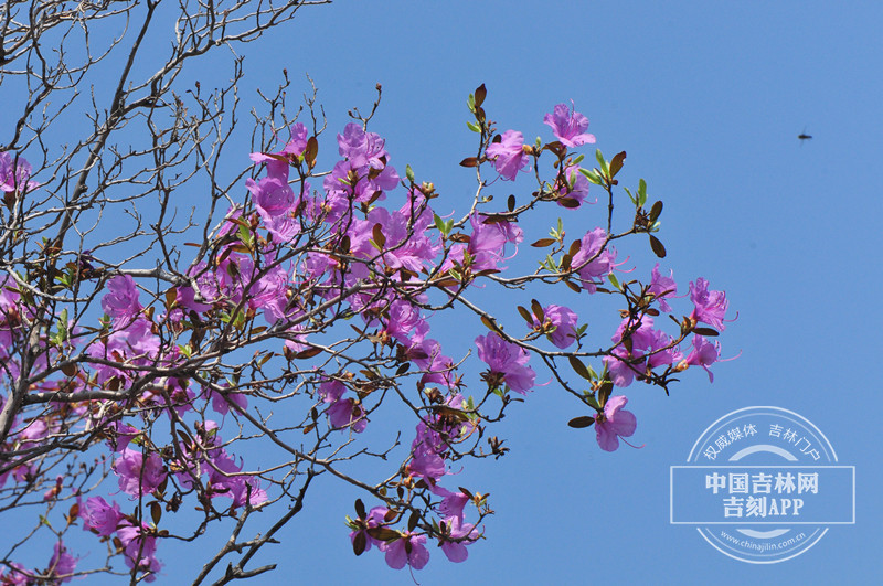 兴安杜鹃枝条（花期）_副本.jpg