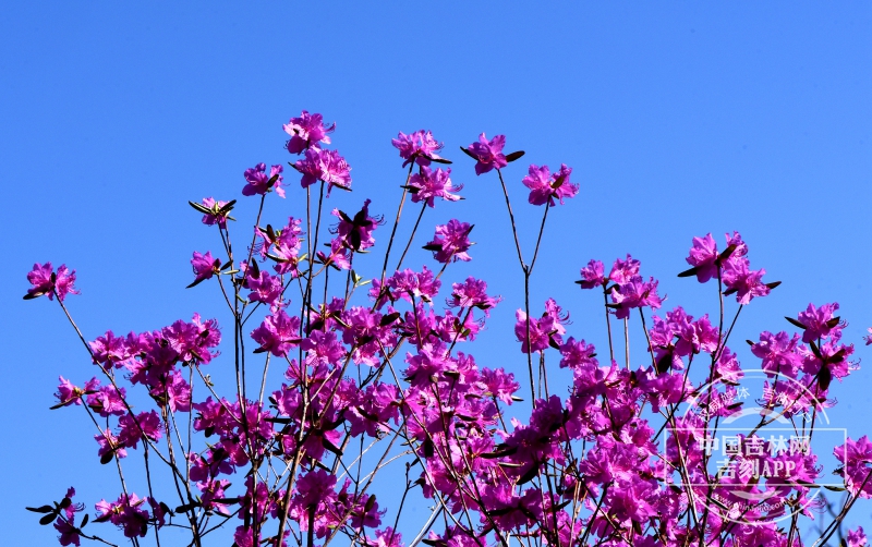 迎红杜鹃枝条（春季，花粉色）.jpg