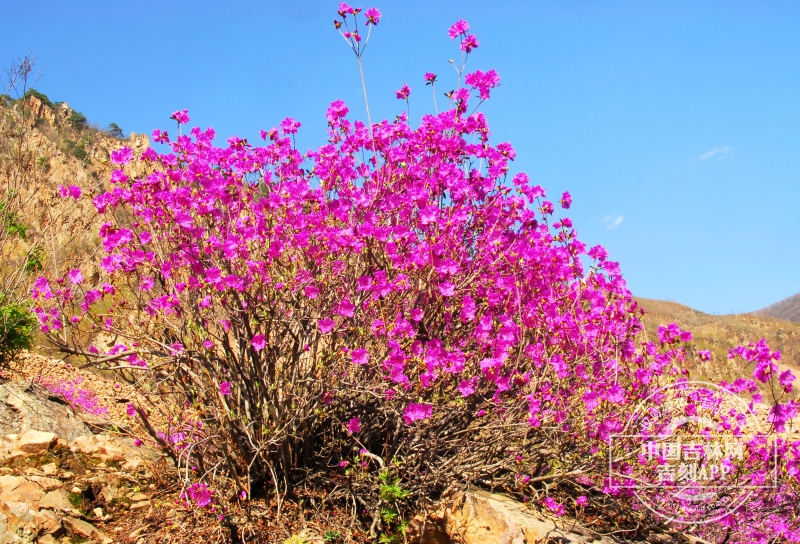 迎红杜鹃植株（岩生型）.JPG