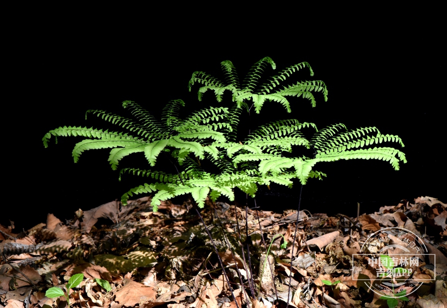 掌叶铁线蕨植株（侧）.JPG