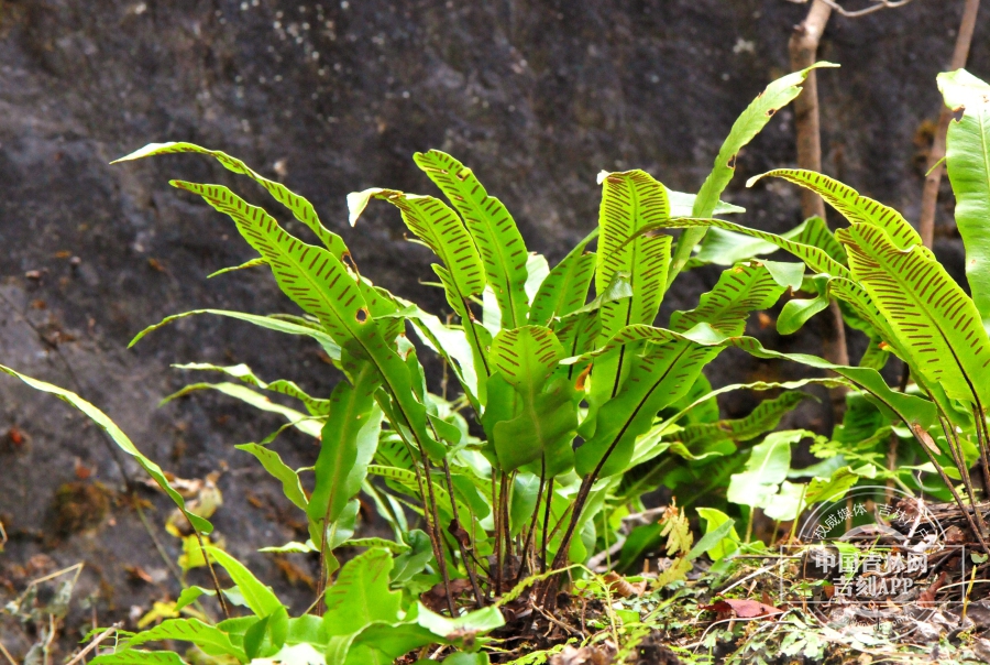 草木吉林丨对开蕨:国家二级保护濒危珍稀植物