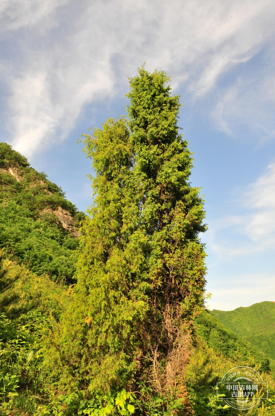 杜松植株（山坡型）.jpg