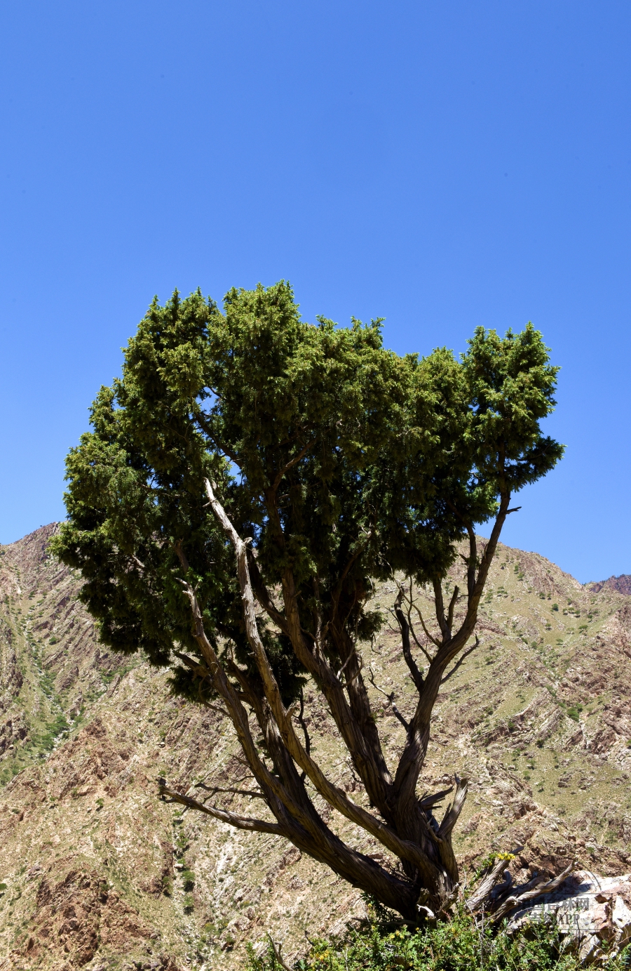 杜松植株（山崖型，倾斜型）