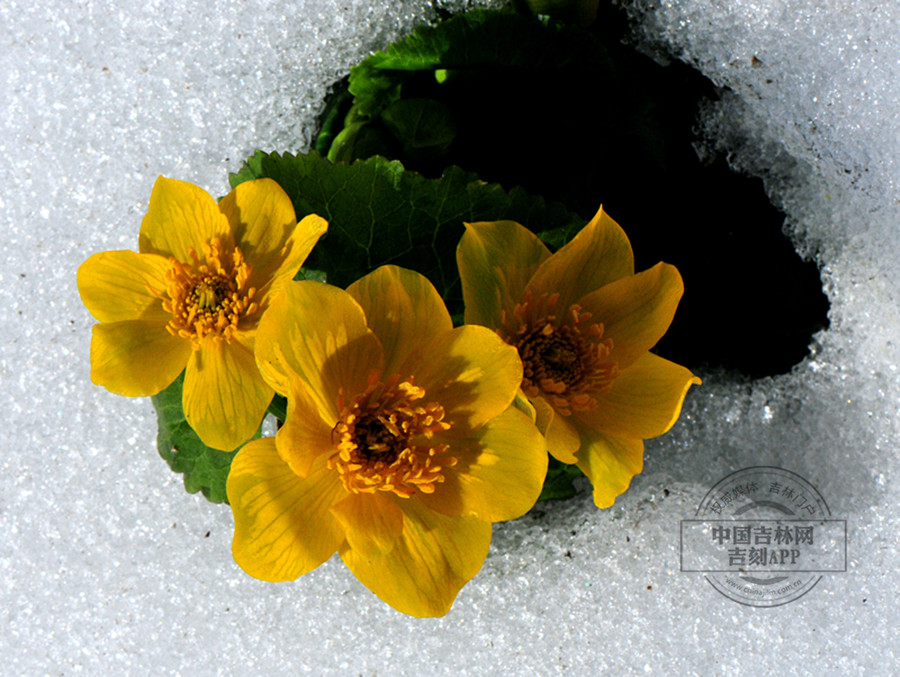 驴蹄草花（在雪中绽放）