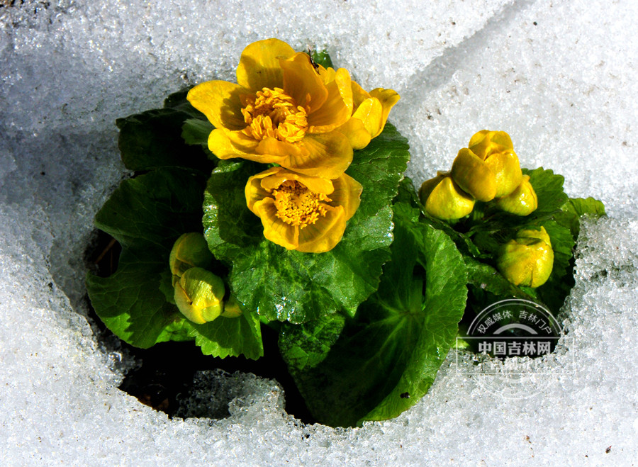 驴蹄草植株（花在雪中绽放）