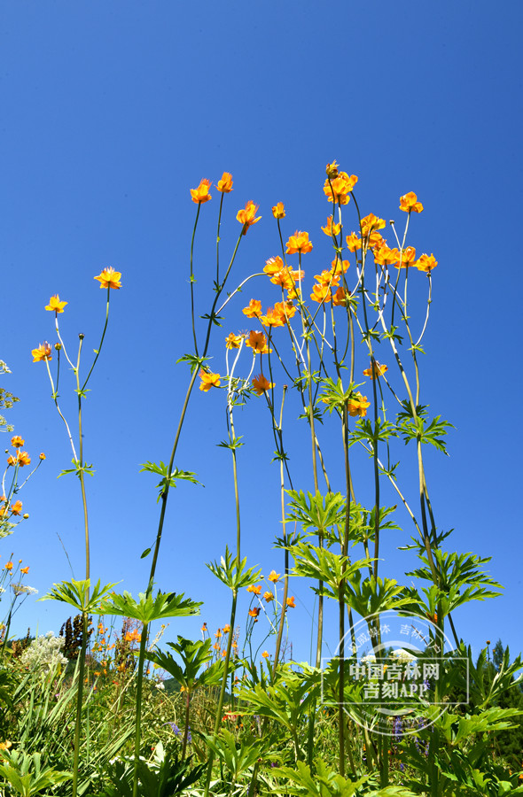 长瓣金莲花植株