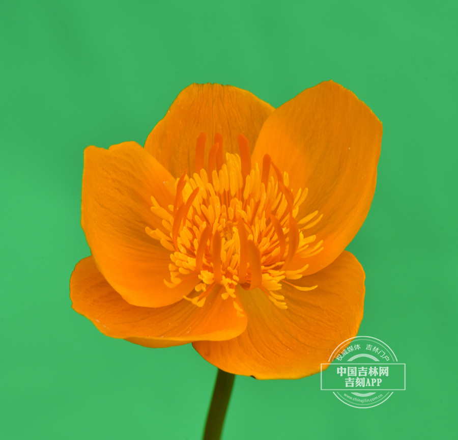 短瓣金莲花花（5瓣）_副本.jpg