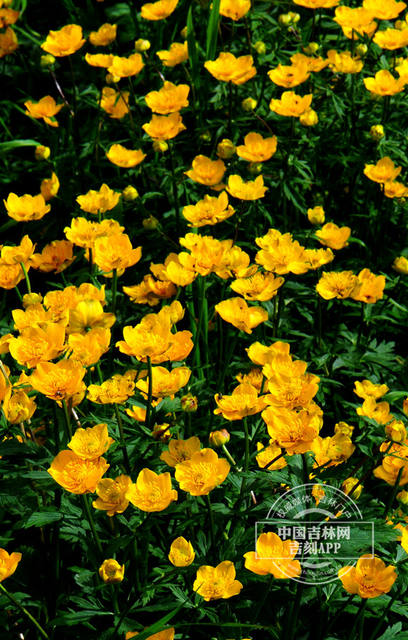 长白金莲花植株_副本.jpg