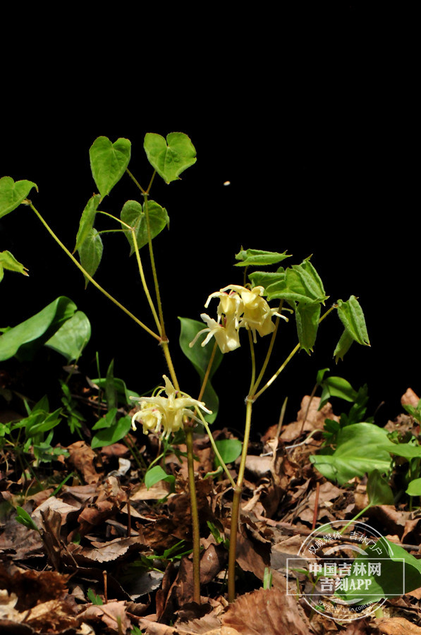 朝鲜淫羊藿植株（花期）