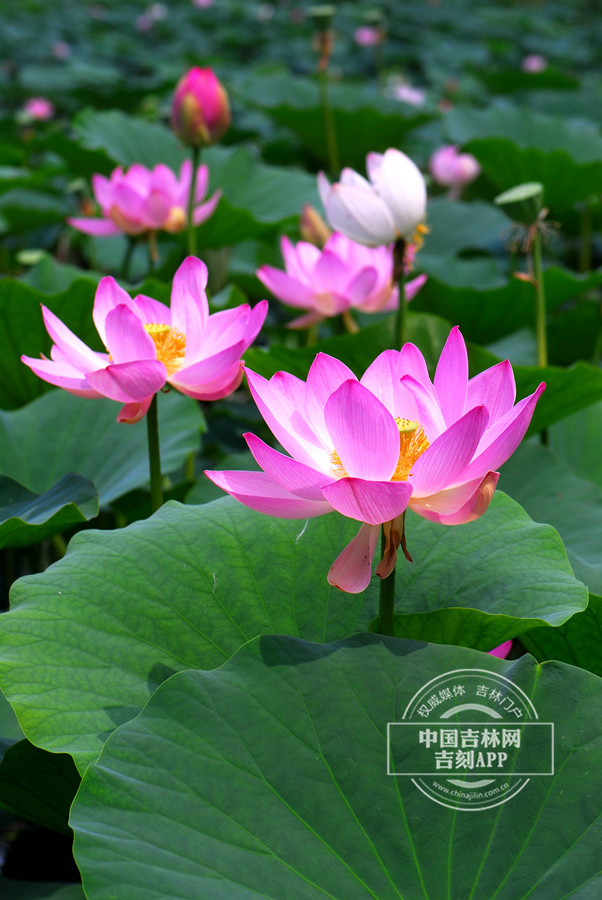 莲植株（花梗极长）_副本.jpg