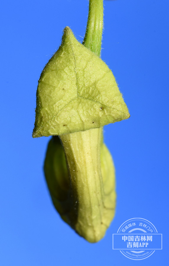 木通马兜铃花蕾_副本.jpg