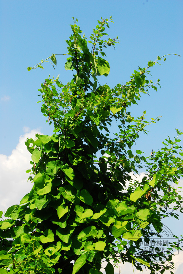 木通马兜铃植株（果期）_副本.jpg