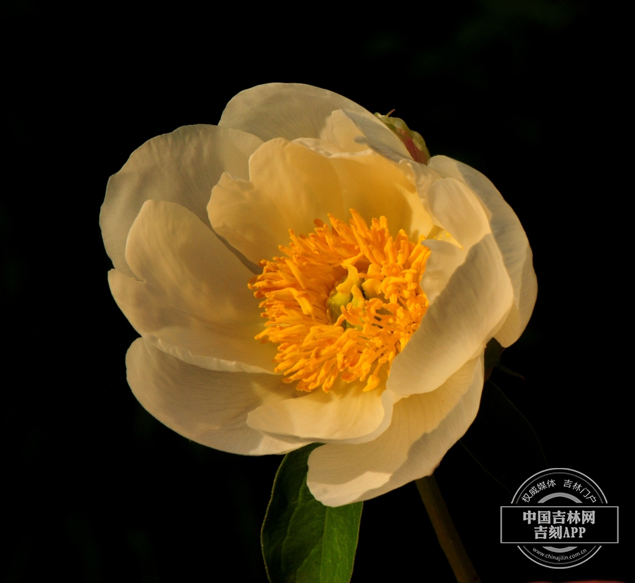 芍药花（淡黄色）.jpg