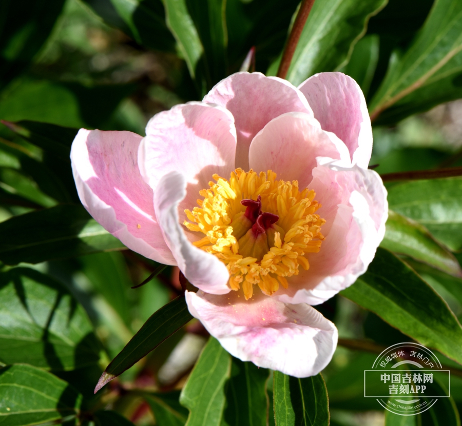 芍药花（淡粉色）.jpg