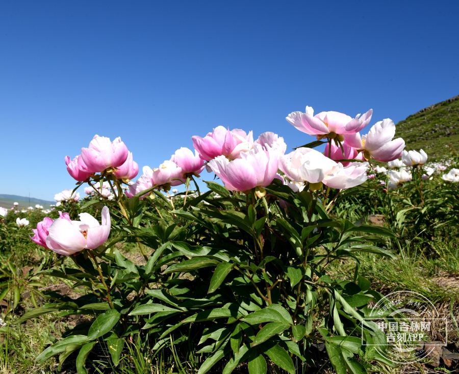 芍药植株（花粉色，侧）.jpg