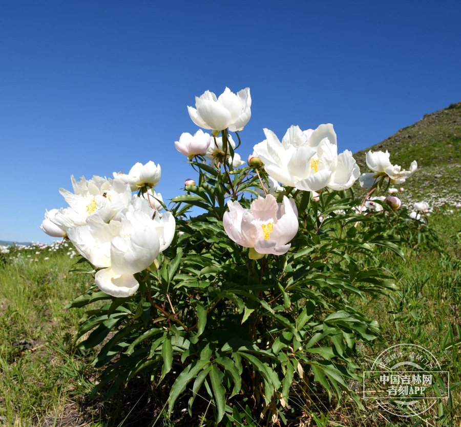 芍药植株（花白色）.jpg