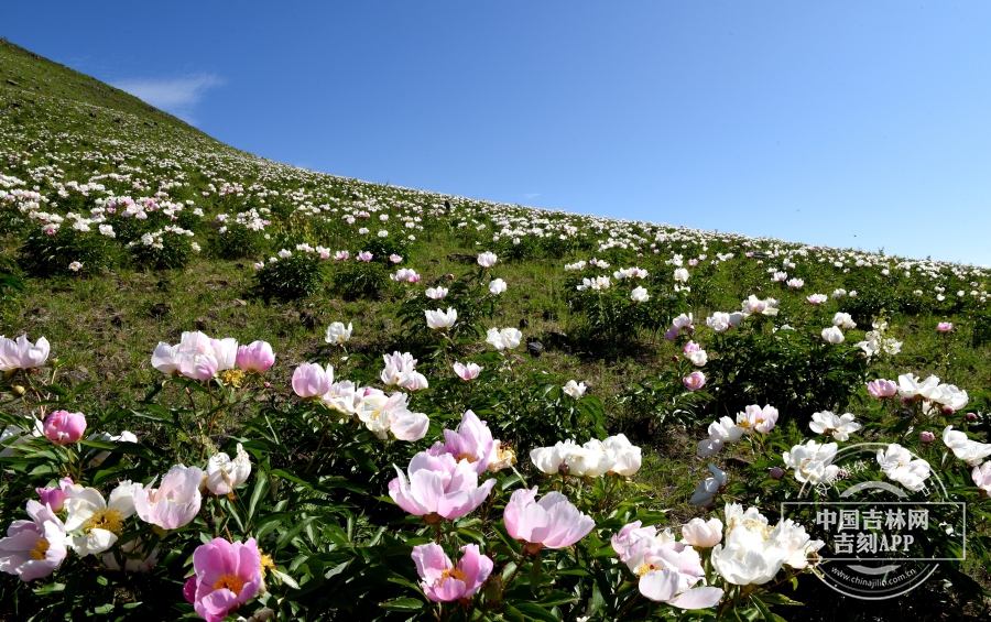 芍药群落（花粉色）.jpg