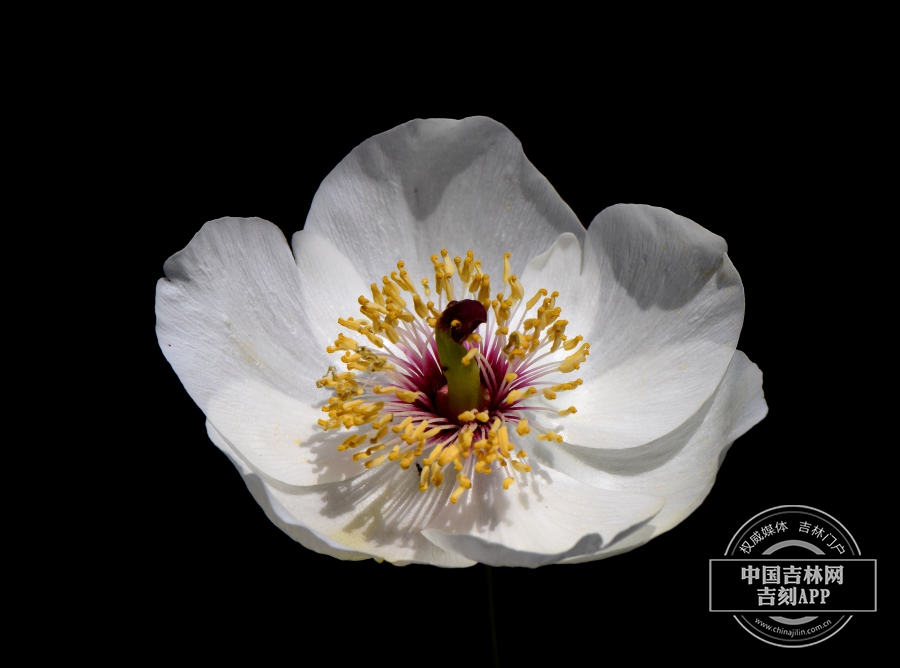 山芍药花（花瓣全部展开）.JPG