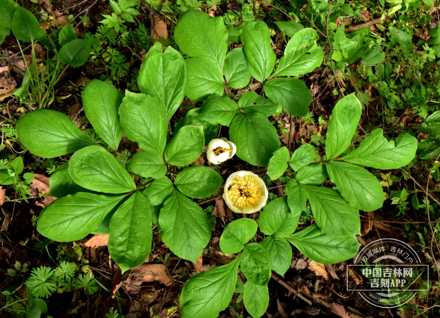 山芍药植株（花期，双花）.JPG