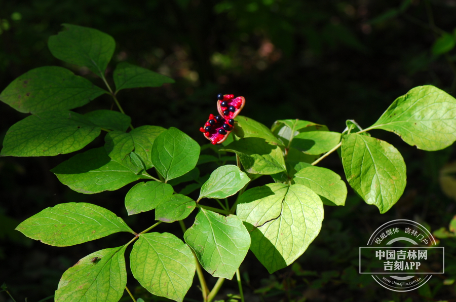 山芍药植株（果期）.JPG