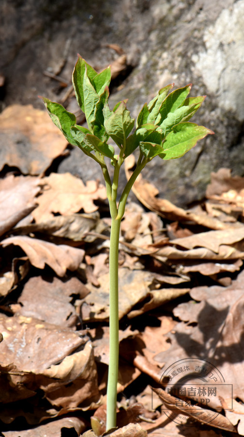 草芍药幼株