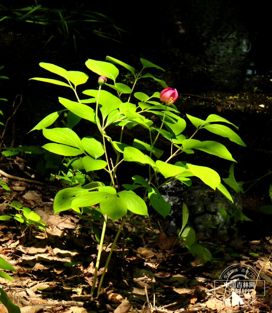 草芍药植株