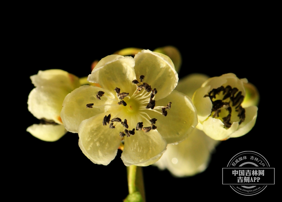 软枣猕猴桃花（雄性）.jpg