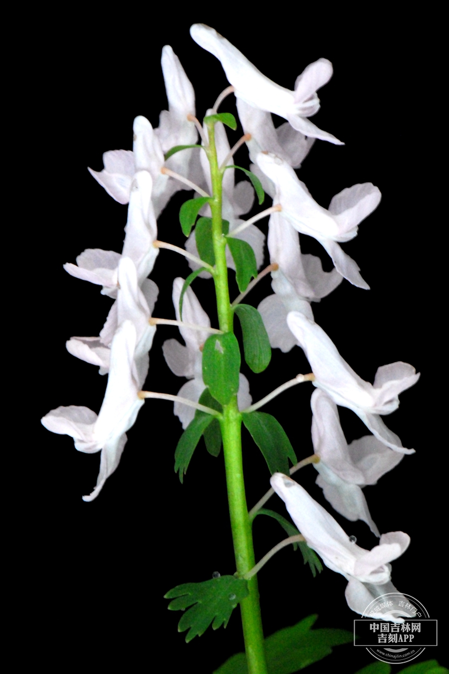 堇叶延胡索花序（白色）.JPG