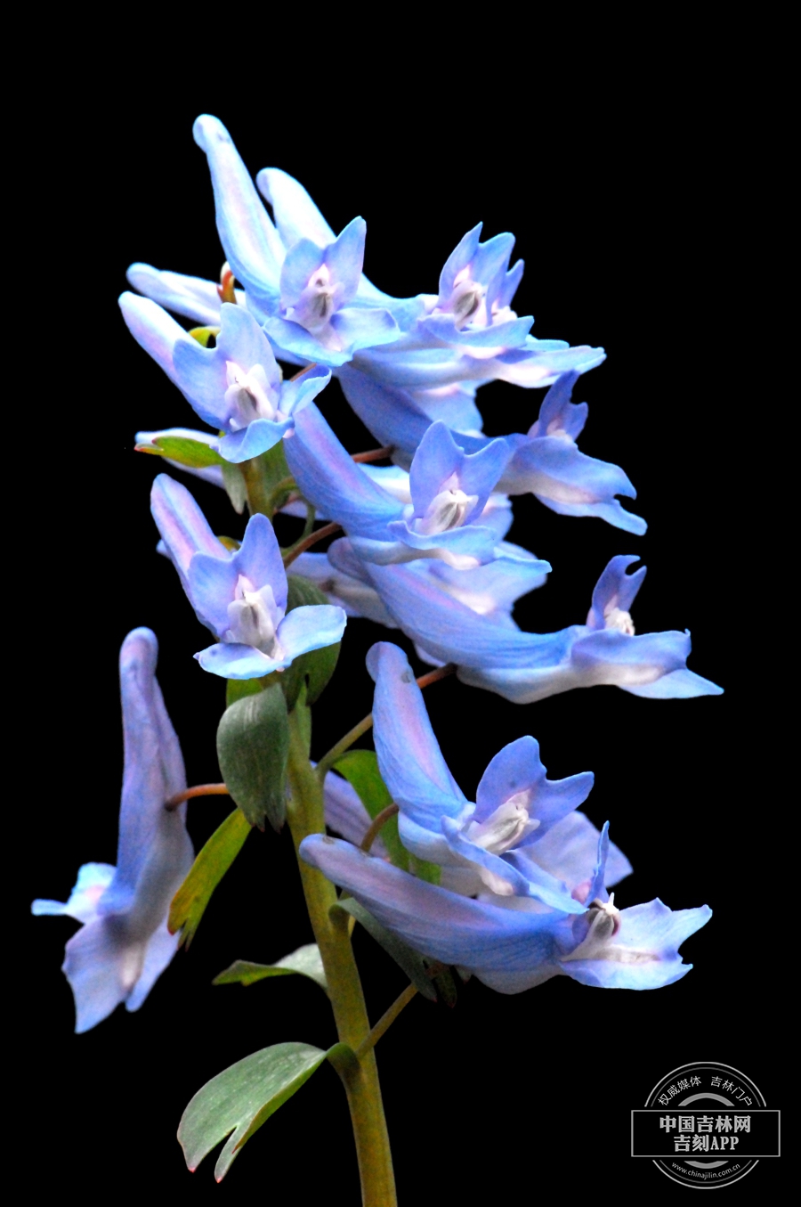 堇叶延胡索花序（蓝色）.JPG