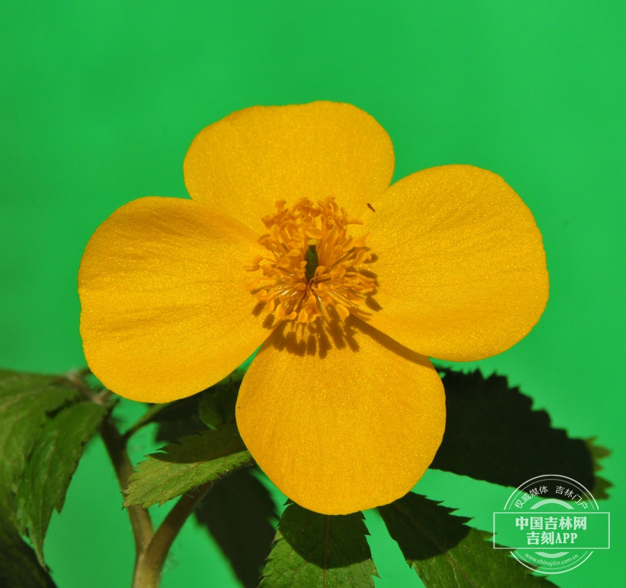 荷青花花.jpg 荷青花花.jpg