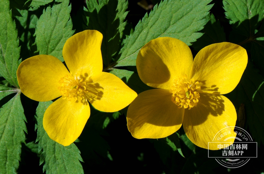 荷青花花(黄色).jpg 荷青花花(黄色).jpg