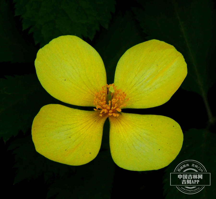 荷青花花(淡黄色).jpg 荷青花花(淡黄色).jpg
