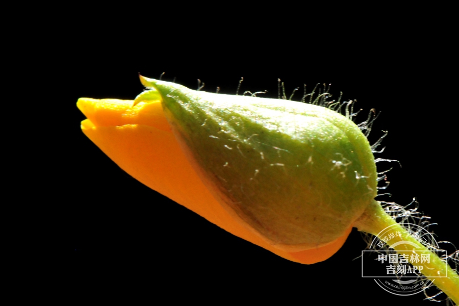 荷青花花蕾(前期).jpg 荷青花花蕾(前期).jpg