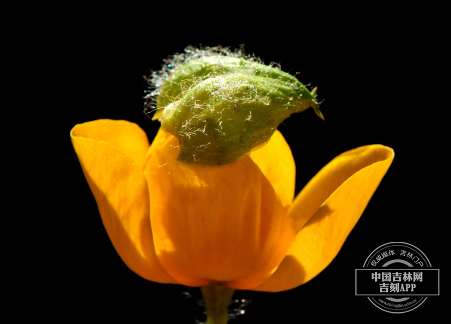 荷青花花蕾(后期).jpg 荷青花花蕾(后期).jpg