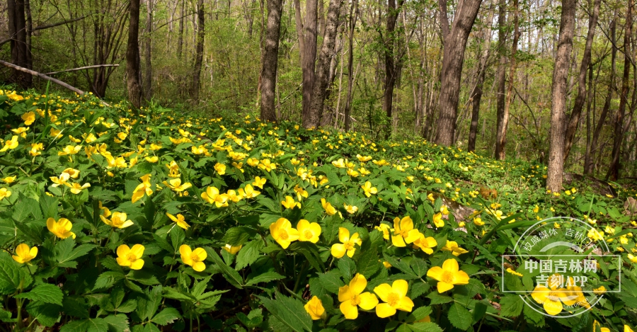 荷青花群落(山坡型).jpg 荷青花群落(山坡型).jpg