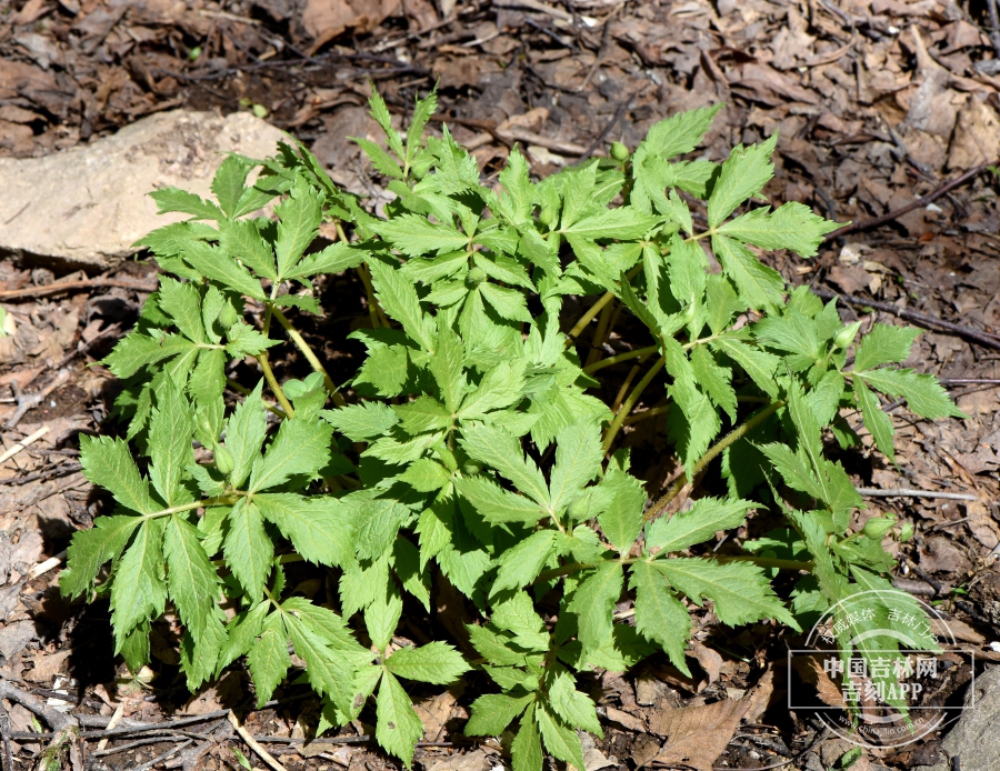 荷青花幼株.jpg 荷青花幼株.jpg