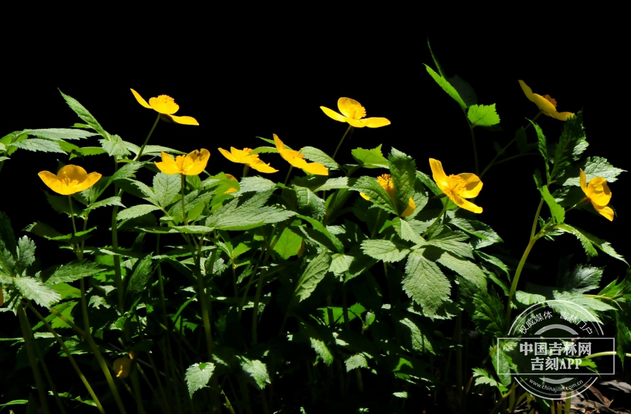 荷青花植株(侧).jpg 荷青花植株(侧).jpg