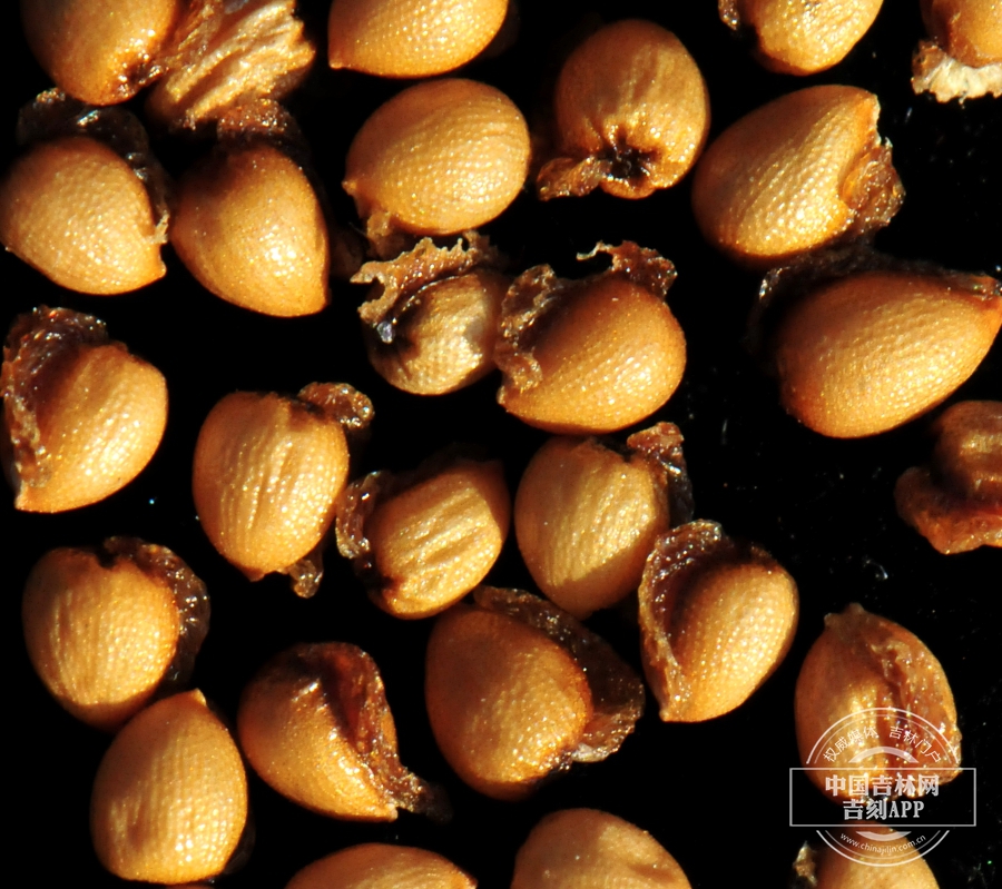 荷青花种子.jpg 荷青花种子.jpg