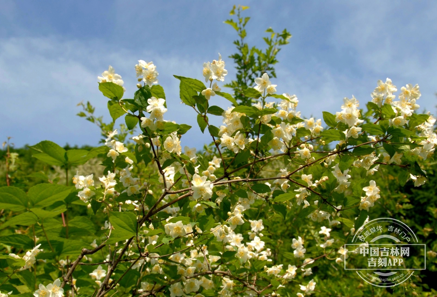 东北山梅花植株.jpg