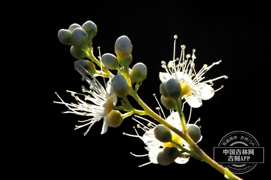珍珠梅花（背）.jpg