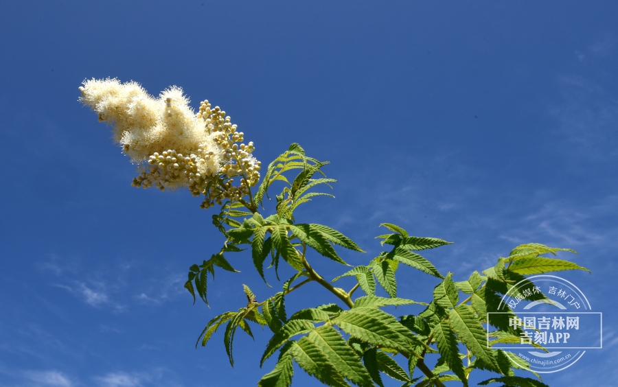 珍珠梅枝条（花期）.jpg