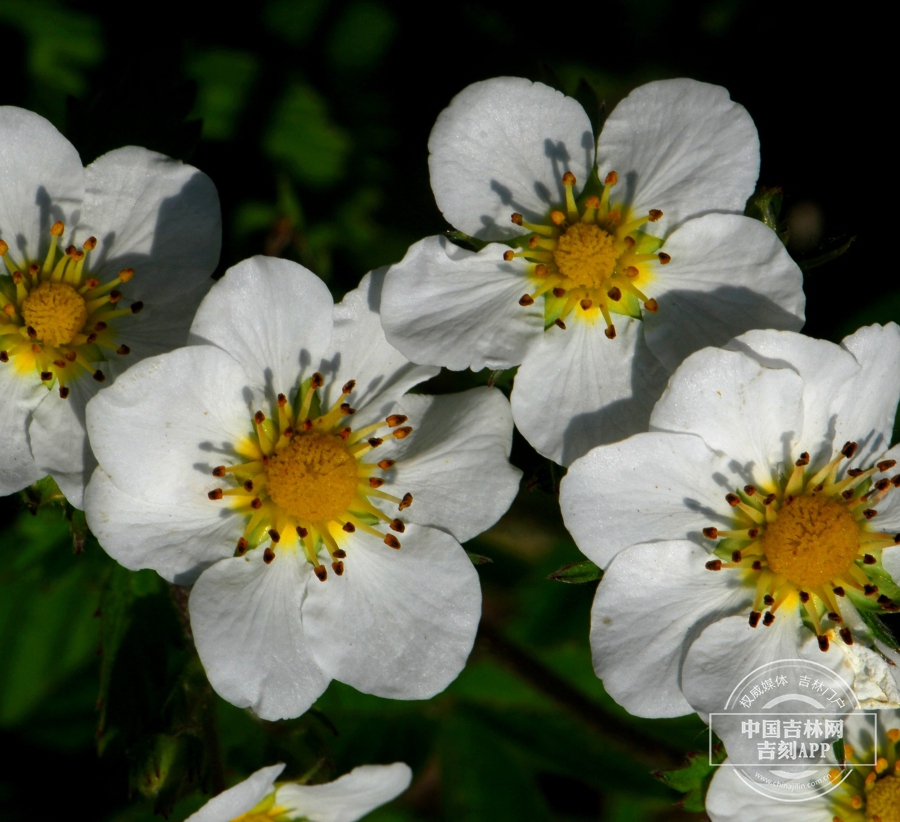 东方草莓花（纯白色）.jpg