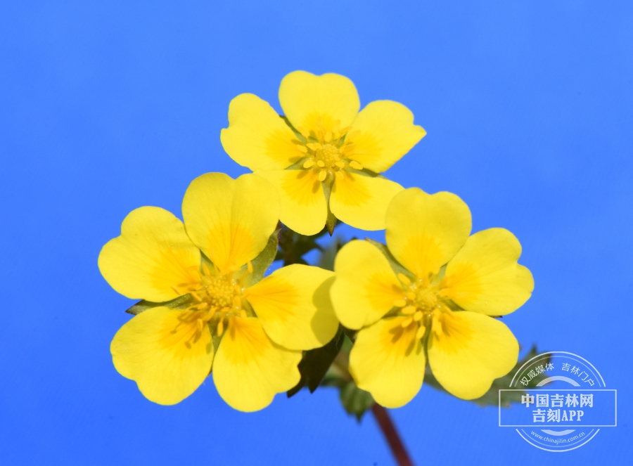 莓叶委陵菜花.jpg 莓叶委陵菜花.jpg