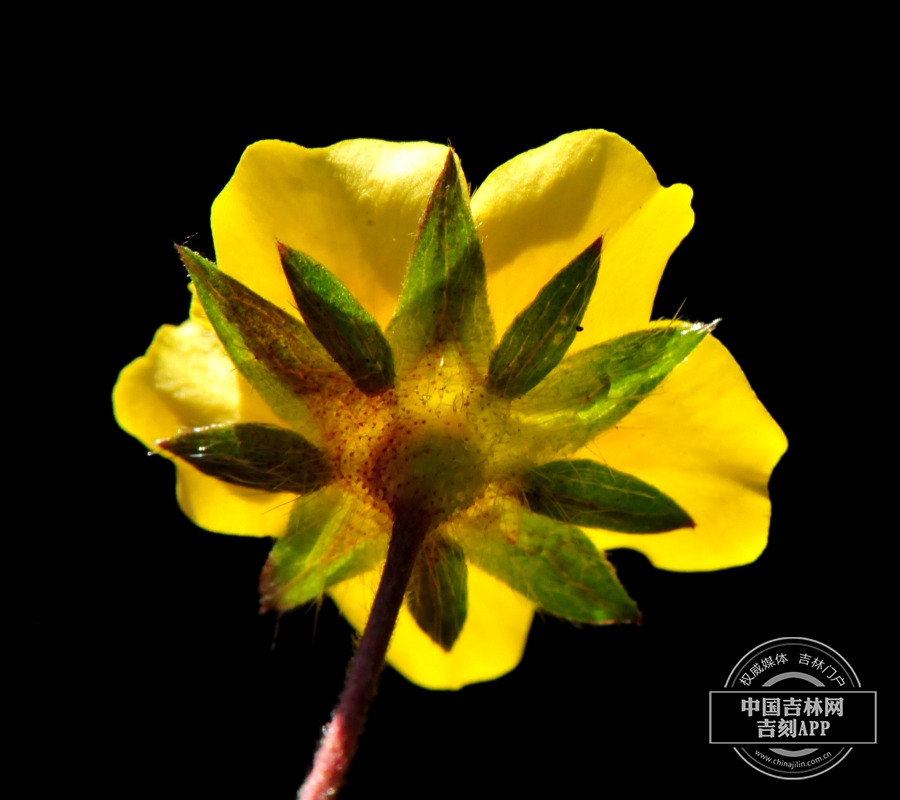 莓叶委陵菜花(背).jpg 莓叶委陵菜花(背).jpg