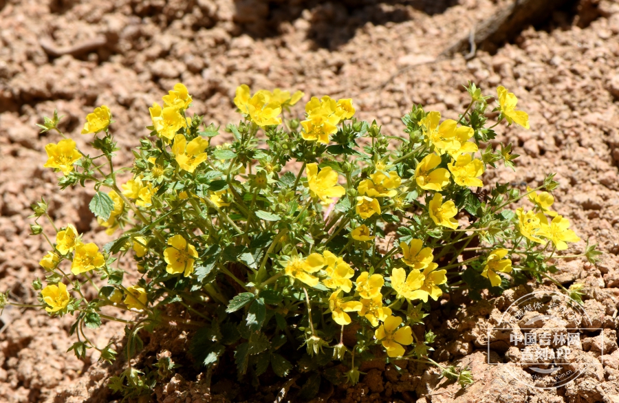 莓叶委陵菜植株(花期,侧).jpg 莓叶委陵菜植株(花期,侧).jpg