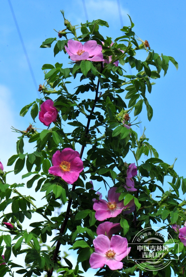 山刺玫枝条（花期）.jpg